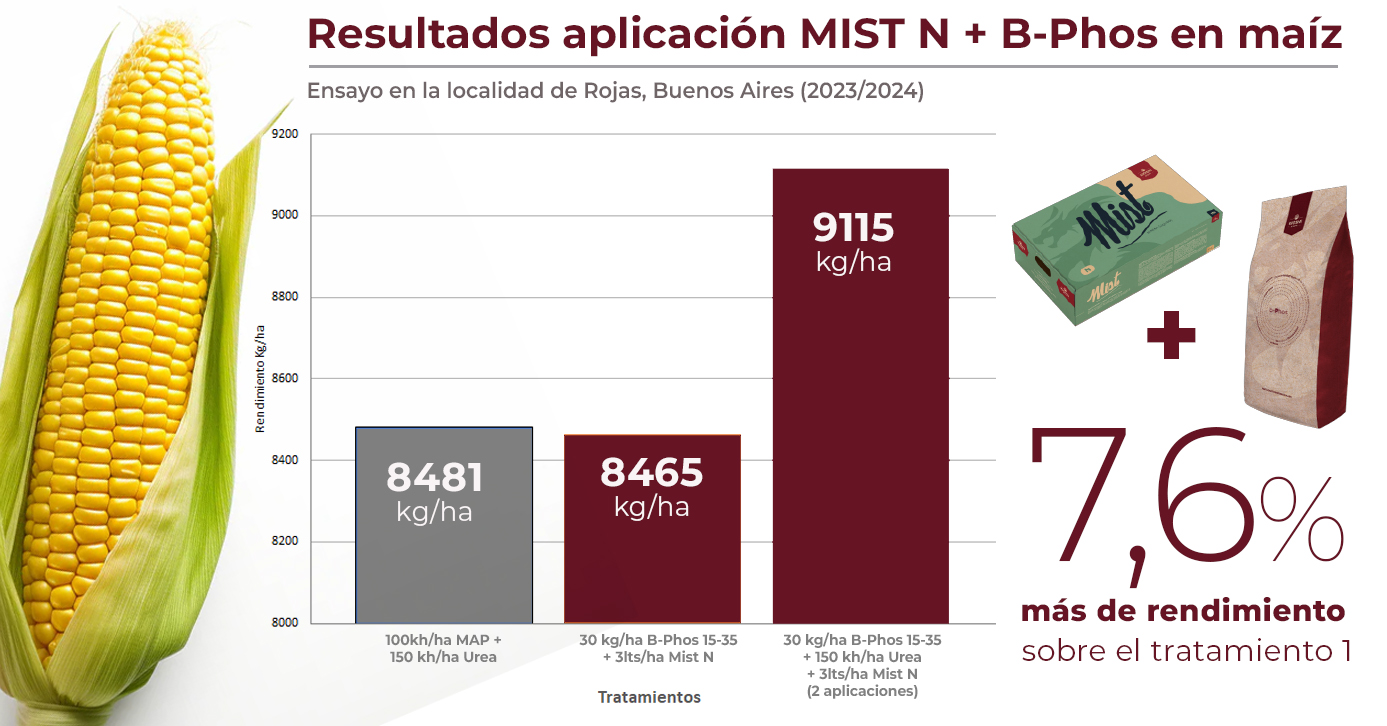 cuadro maiz segunda 2